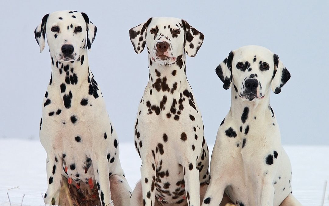 Simplify your search and find the ideal home for you and your pet