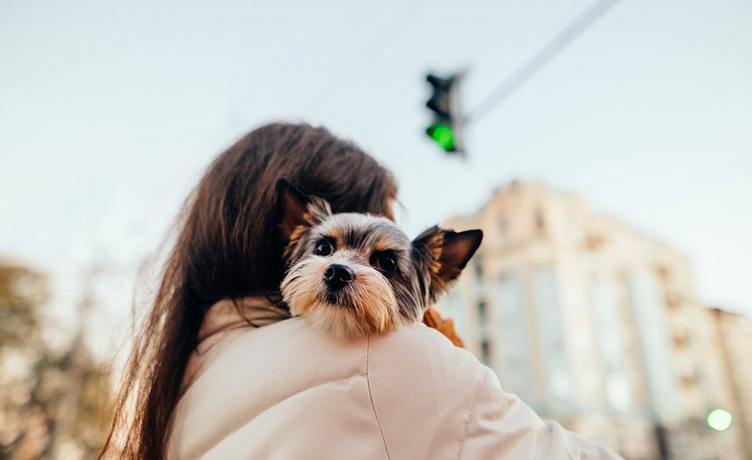 moving to Madrid with your pet