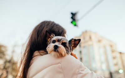 Mudarte a Madrid con tu mascota: Requisitos veterinarios, aduanas y alquileres pet-friendly